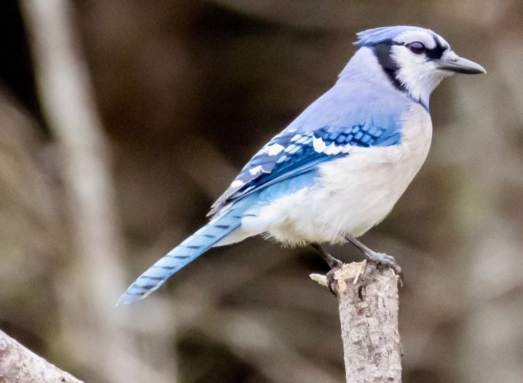 bluejay at St. Marys Sherbrooke Nova Scotia